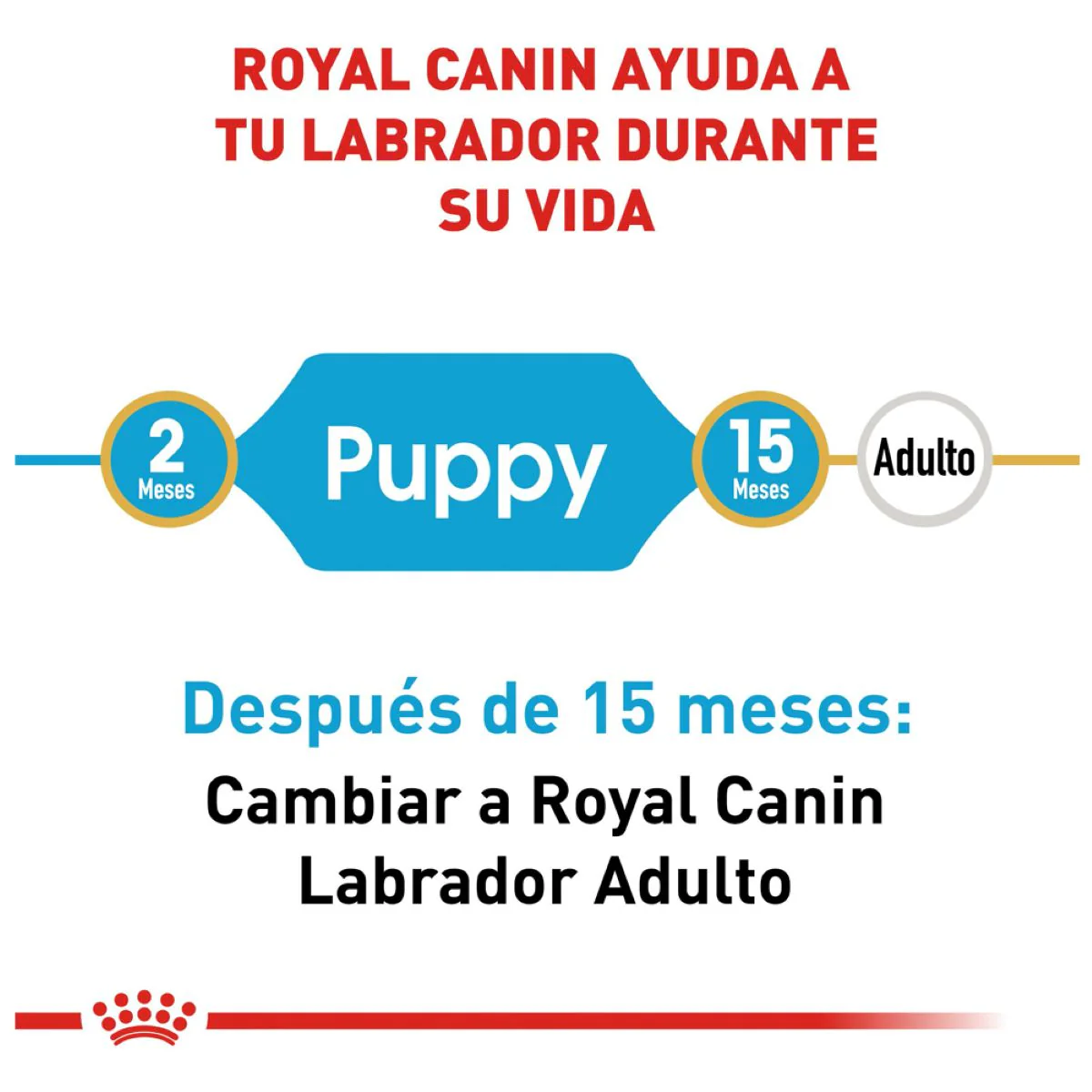 Labrador Retriever Puppy 13.6 Kg. - Image 4