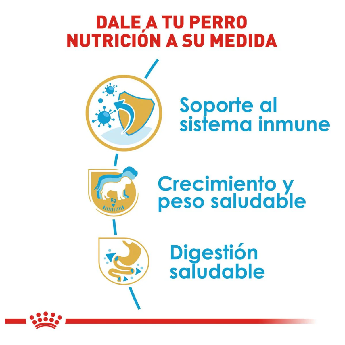 Labrador Retriever Puppy 13.6 Kg. - Image 5