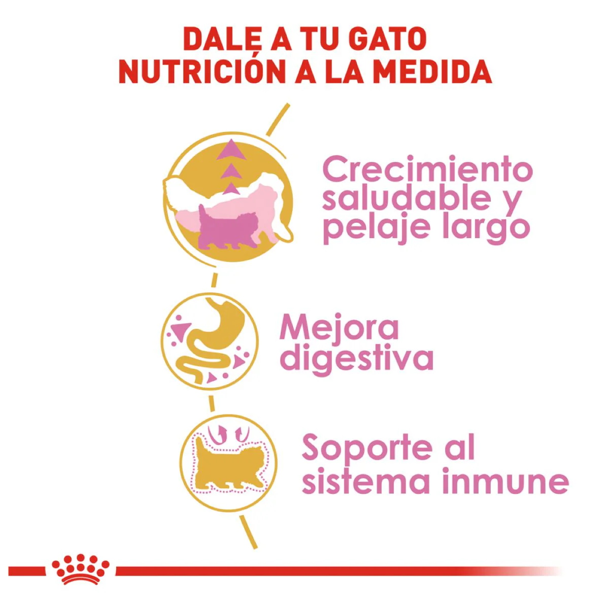 Persian Kitten 1.3kg - Image 6