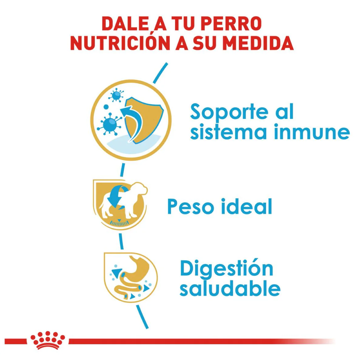 Schnauzer Puppy 1.1 Kg. - Image 5