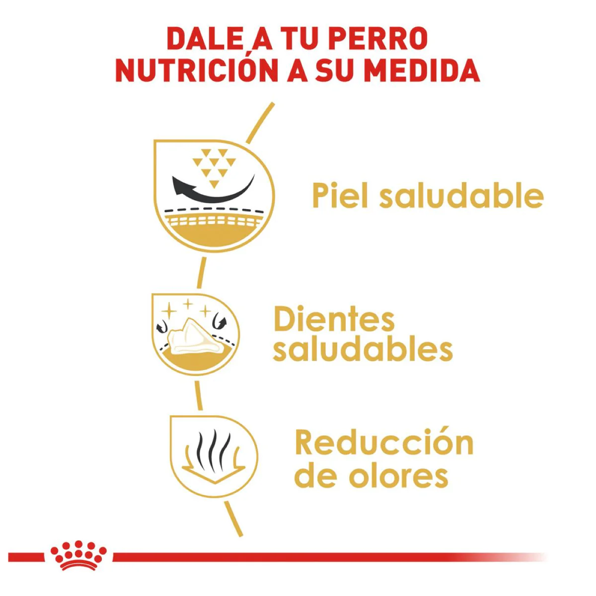 SHIH TZU 1.13 kg - Image 5